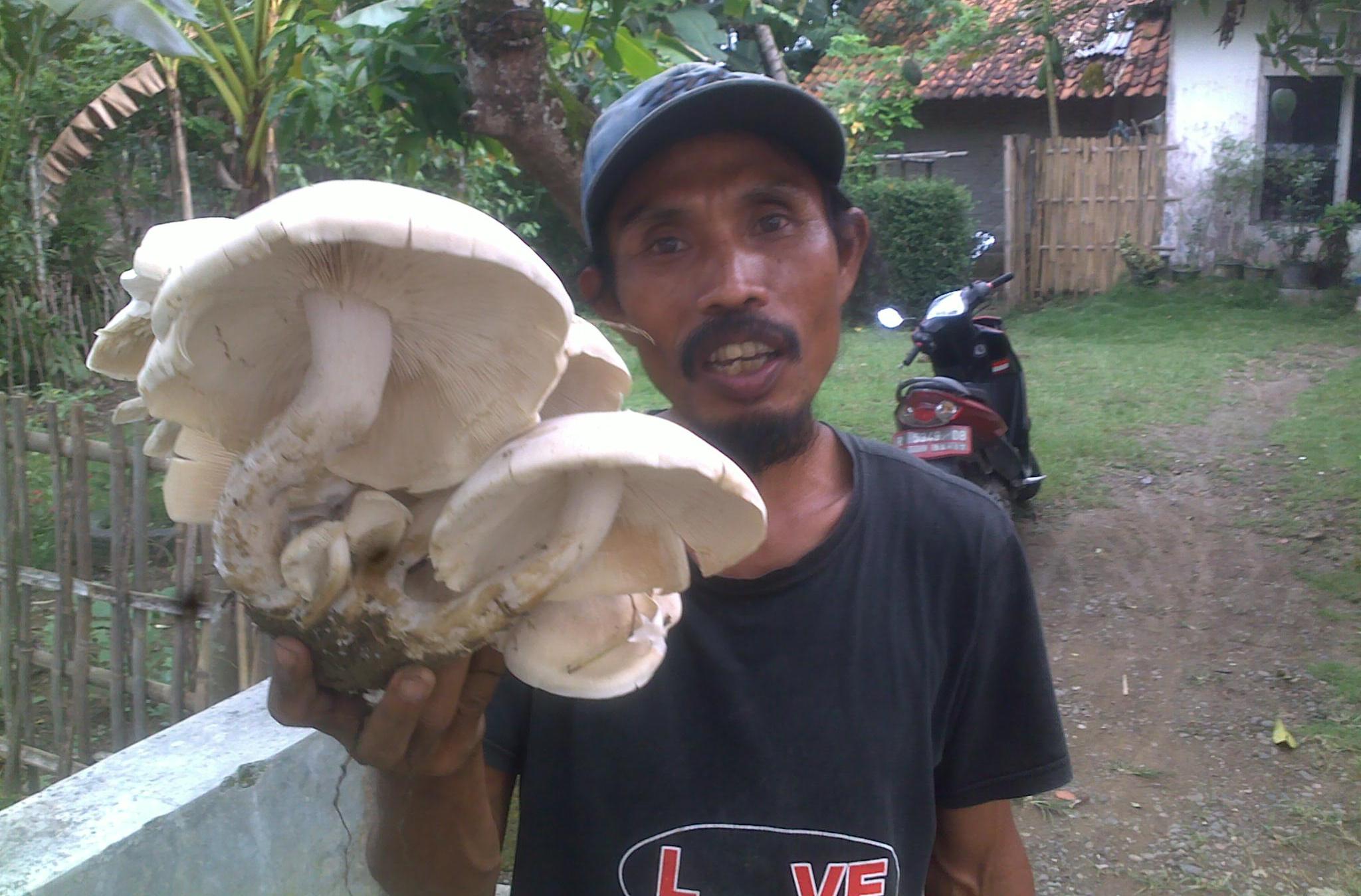 jamur berbahaya site Resmi Desa Cingebul