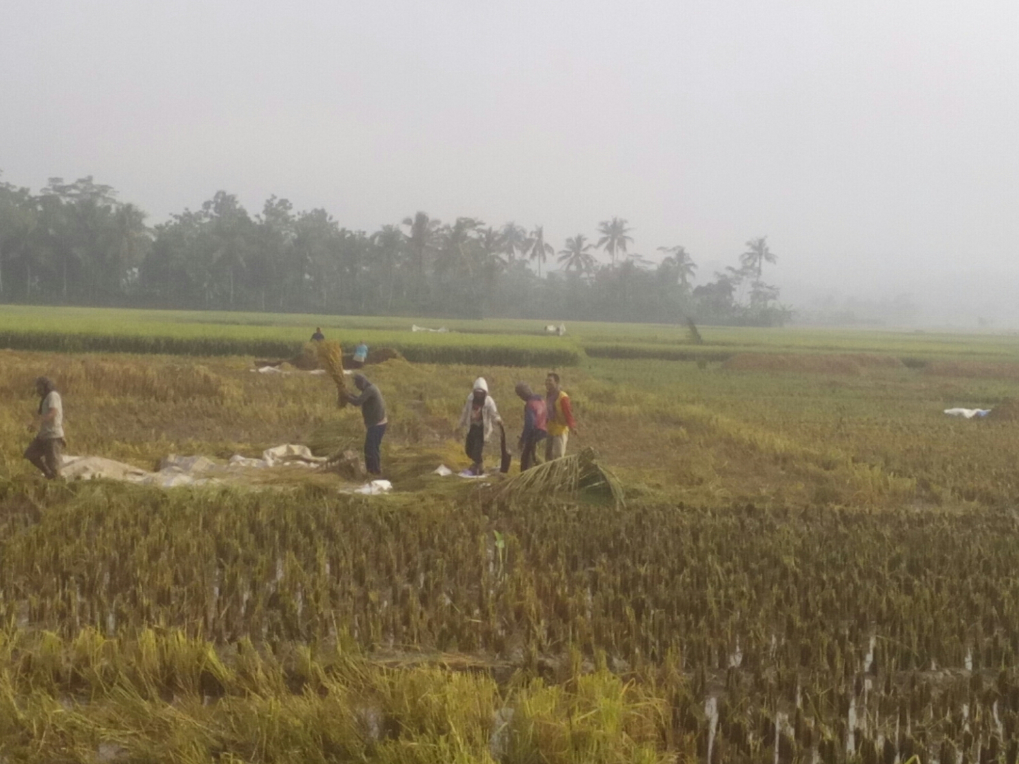 Wp-1460706695604.jpg – Website Resmi Desa Cingebul